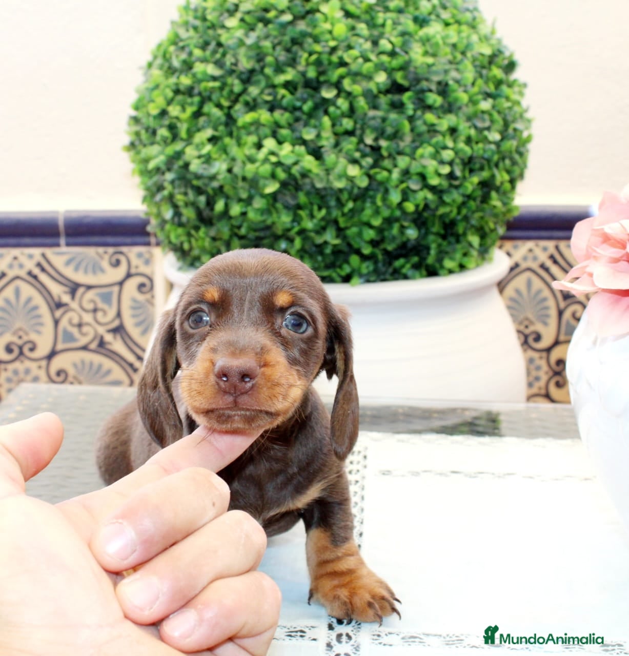 Teckel perros Teckel Kaninchen – Calidad, seriedad y seguimiento - Anuncio 1