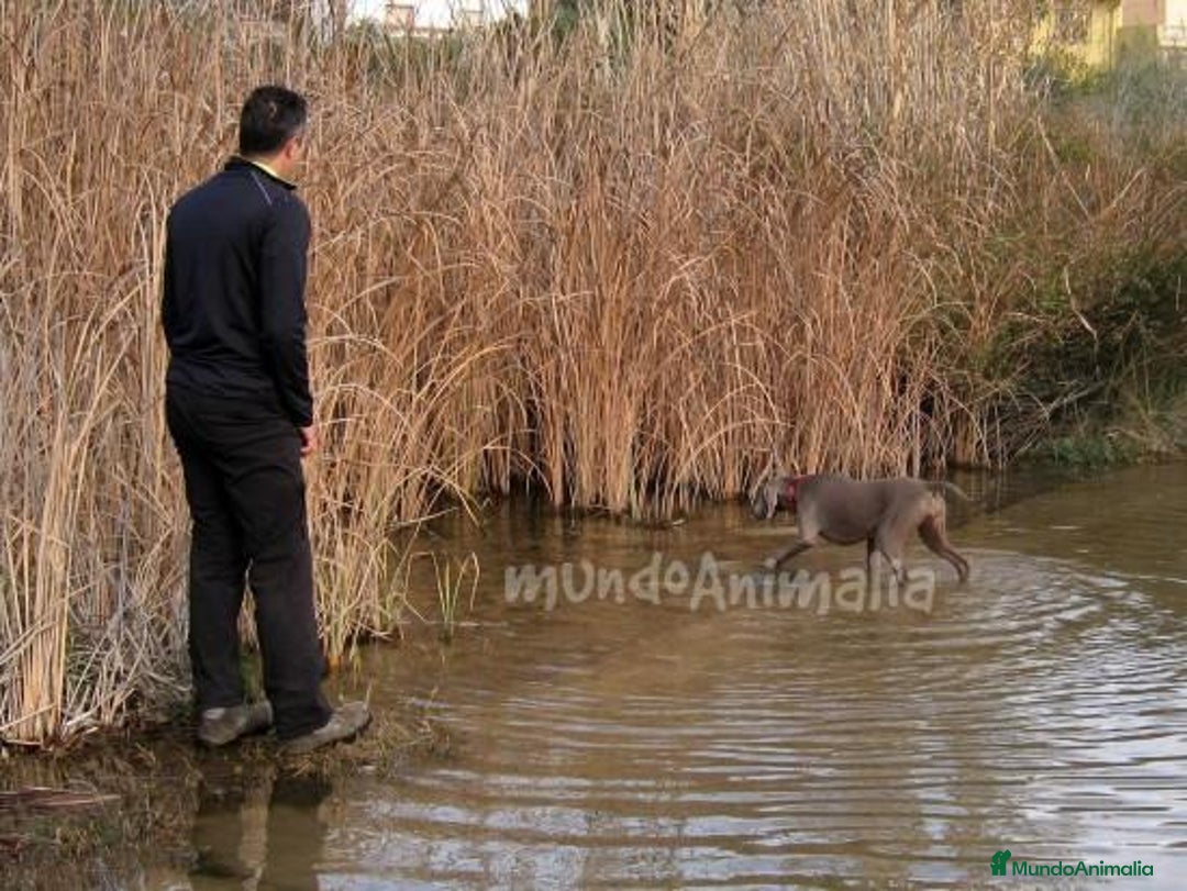 Imagen de galería {{count}}