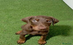 Dobermann perros en venta: DOBERMANN - Imagen 1