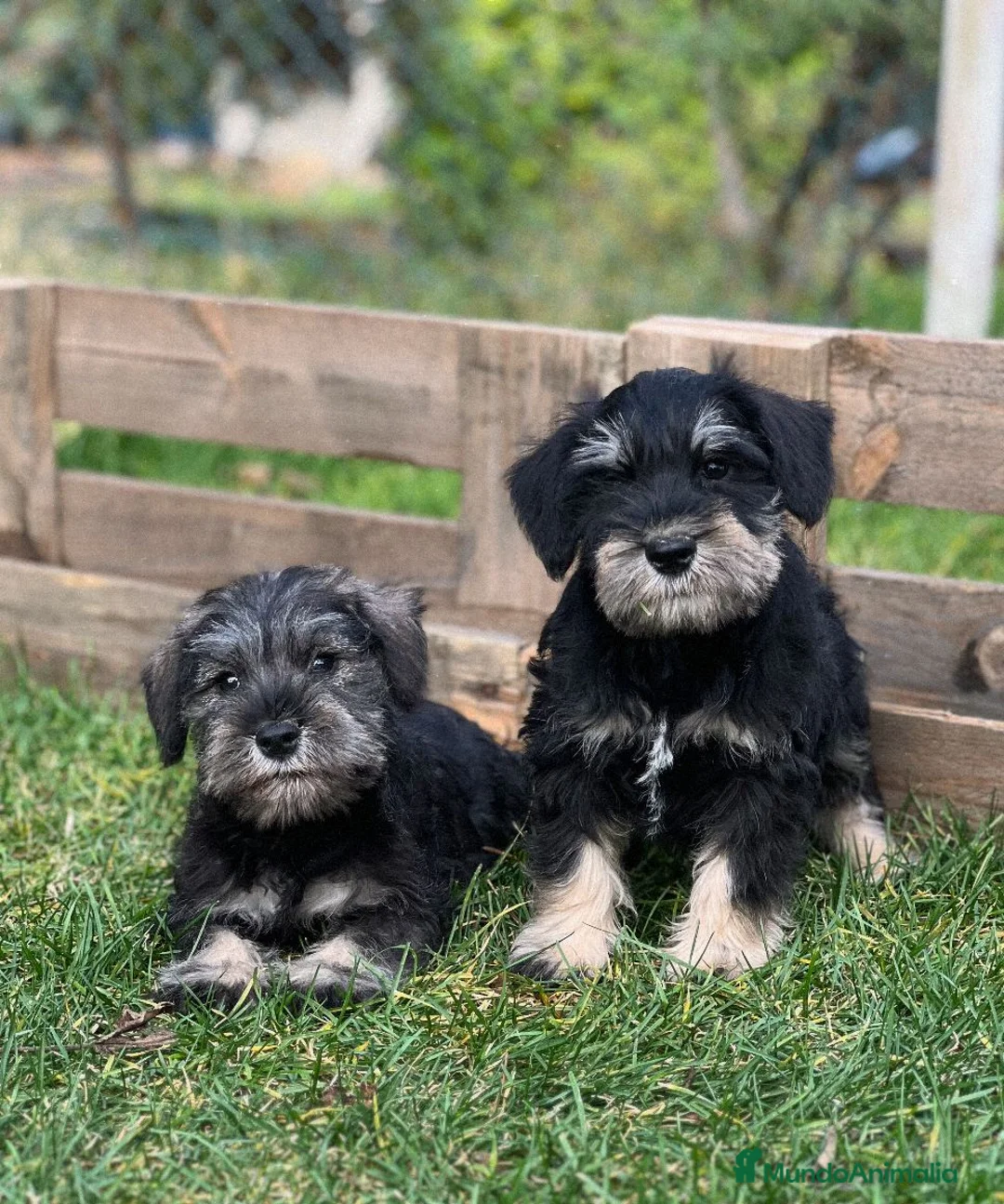 Schnauzer Miniatura perros en venta: Schnauzer mini  - Anuncio 3