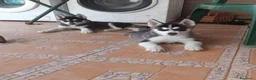 Husky Siberiano perros en venta: ‼️‼️husky siberianos padres importados de rusia  - Anuncio 1