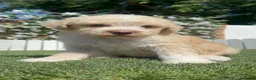 Perro de Agua Español perros en venta: PERRO DE AGUA  - Anuncio 1