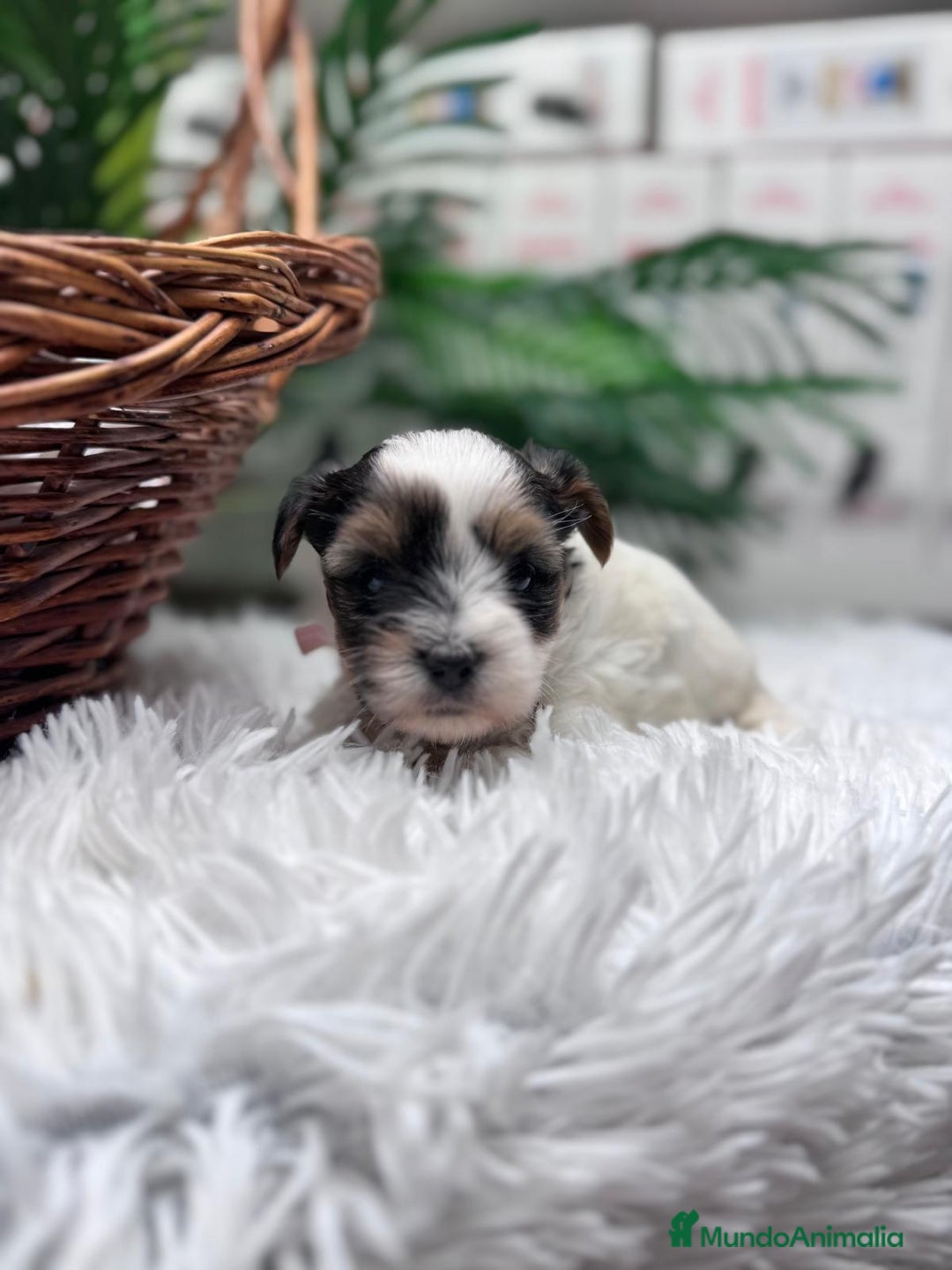 Yorkshire Terrier perros en venta: YORKSHIRE BIEWER HEMBRA - Anuncio 13