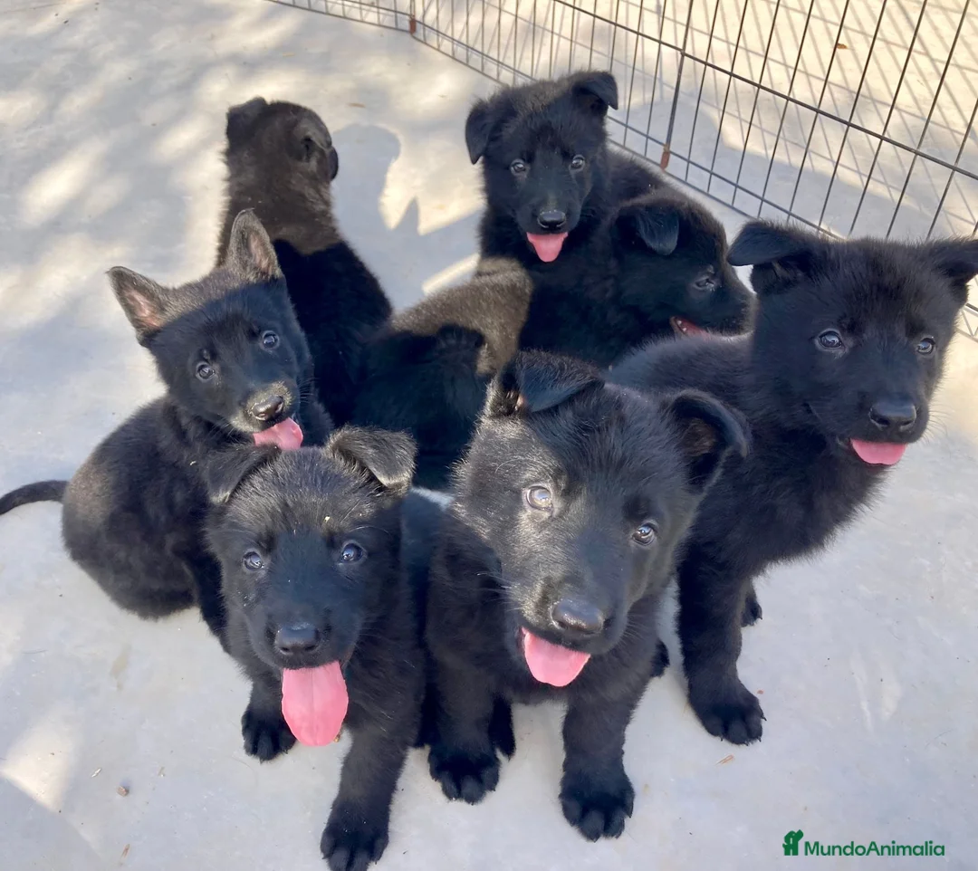 Pastor Alemán perros en venta: Pastores alemanes trabajo negro solido  - Anuncio 4