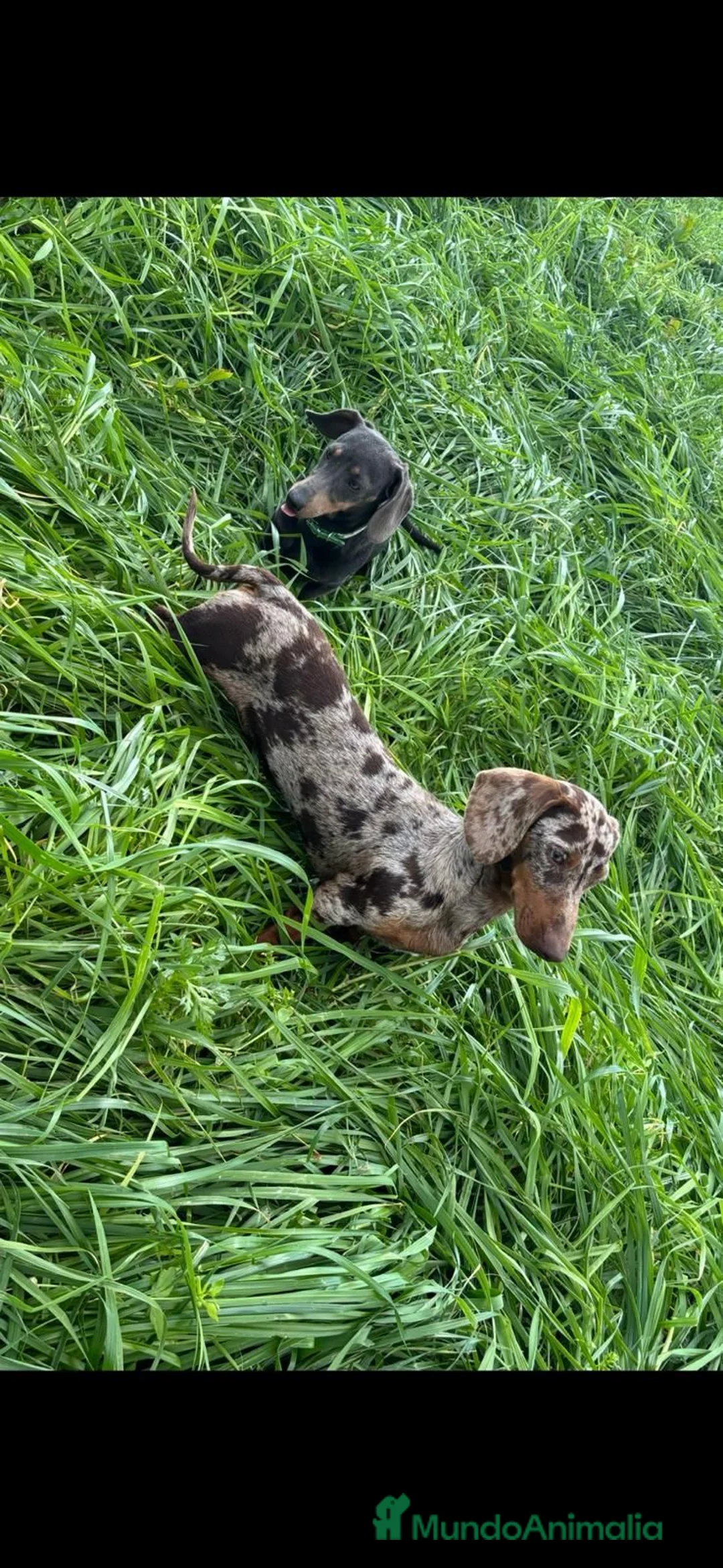 Teckel perros en venta: Teckel Kannichen de Calidad  - Anuncio 19