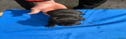 Cane Corso perros en venta: Cane corso  - Anuncio 12