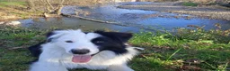Border Collie perros en venta: Cachorros de Border Collie machos y hembras - Anuncio 8
