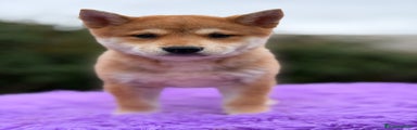Shiba Inu Cachorro 3