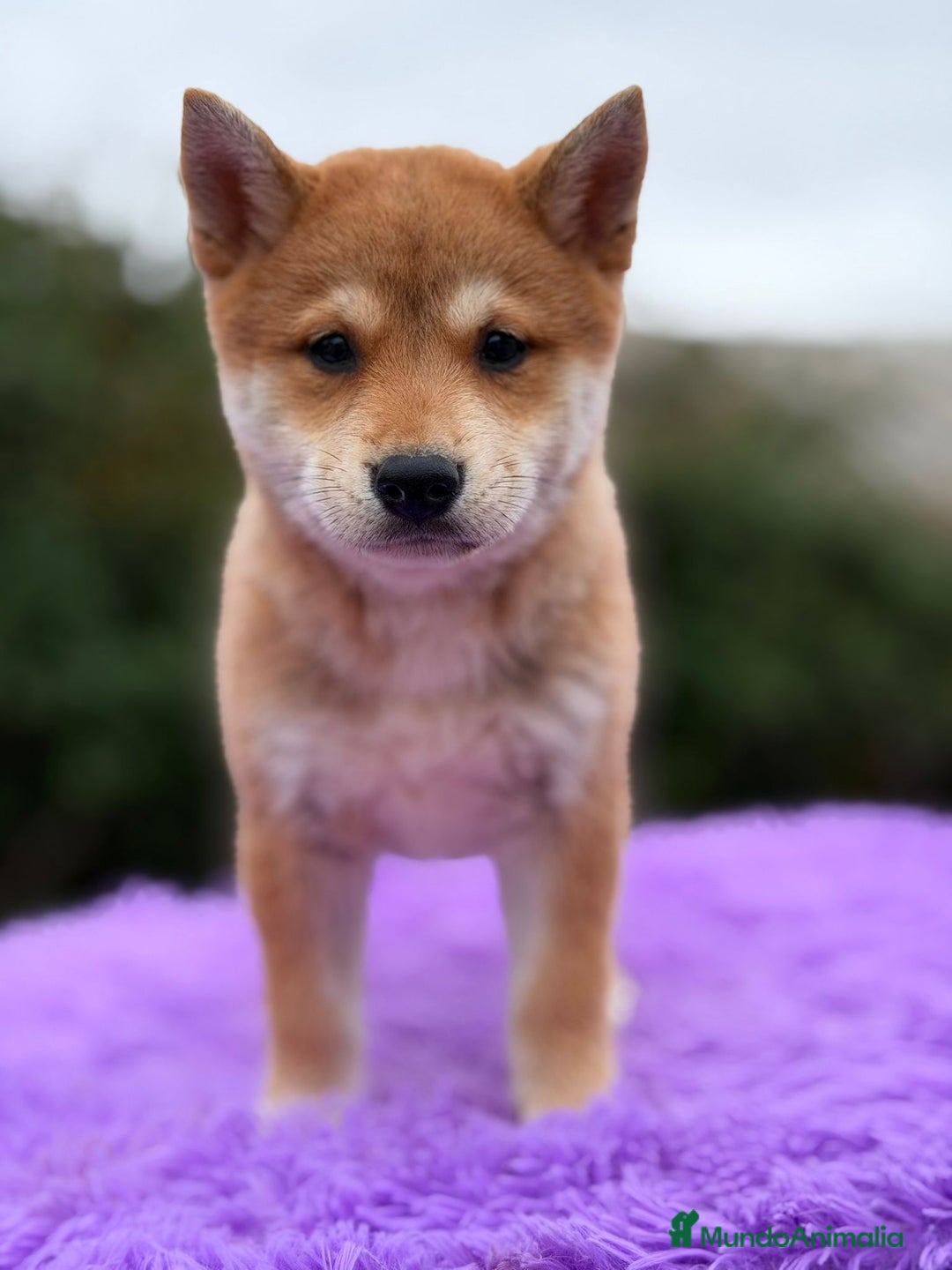 Shiba Inu perros en venta: Shiba inu Rojo Hembra - Anuncio 6