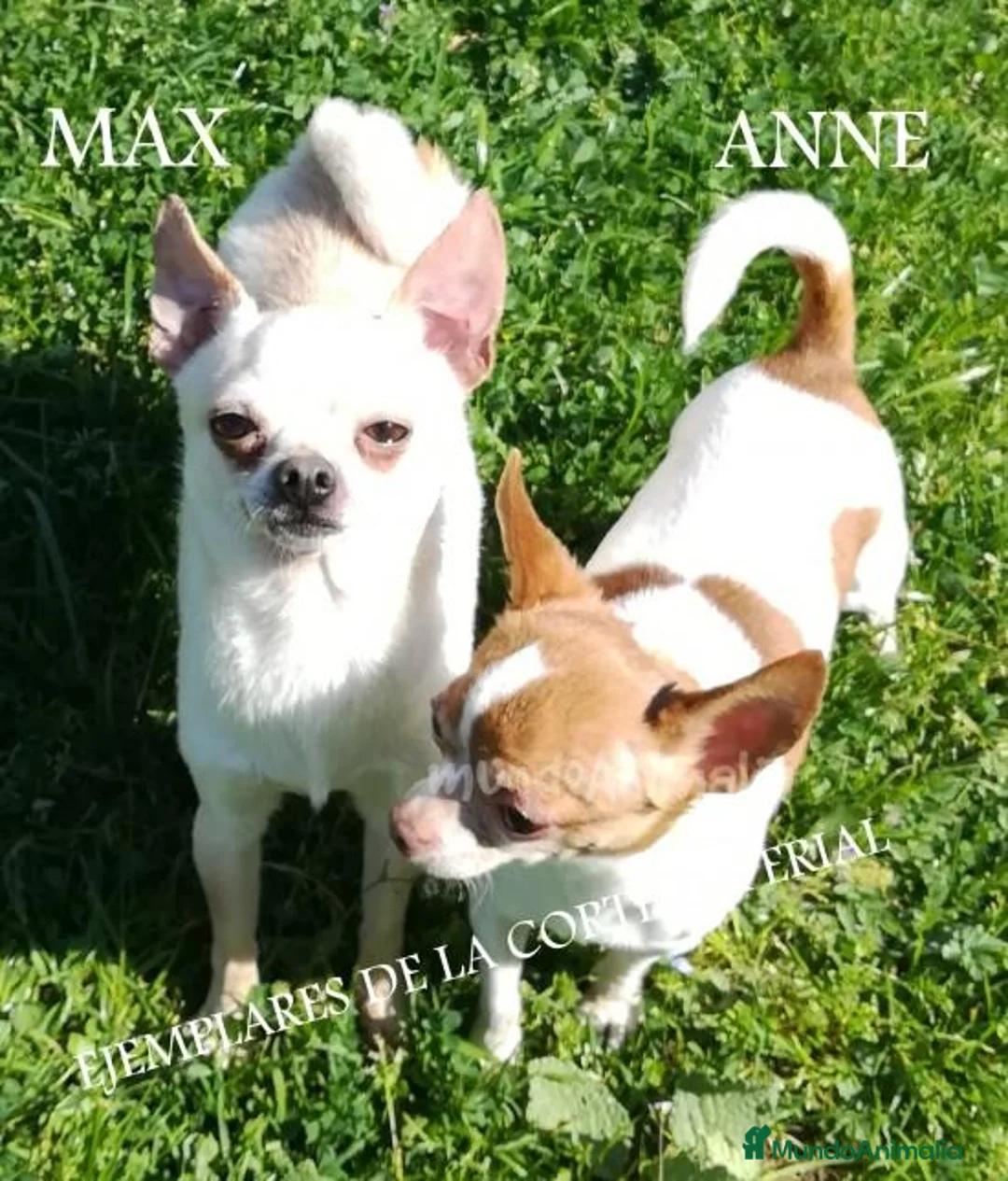 Imagen de galería {{count}}