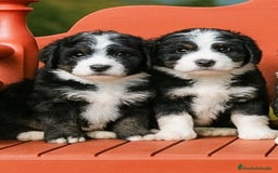 Raza Mixta perros en venta: Berna Doodle únicos en España  - Imagen 4