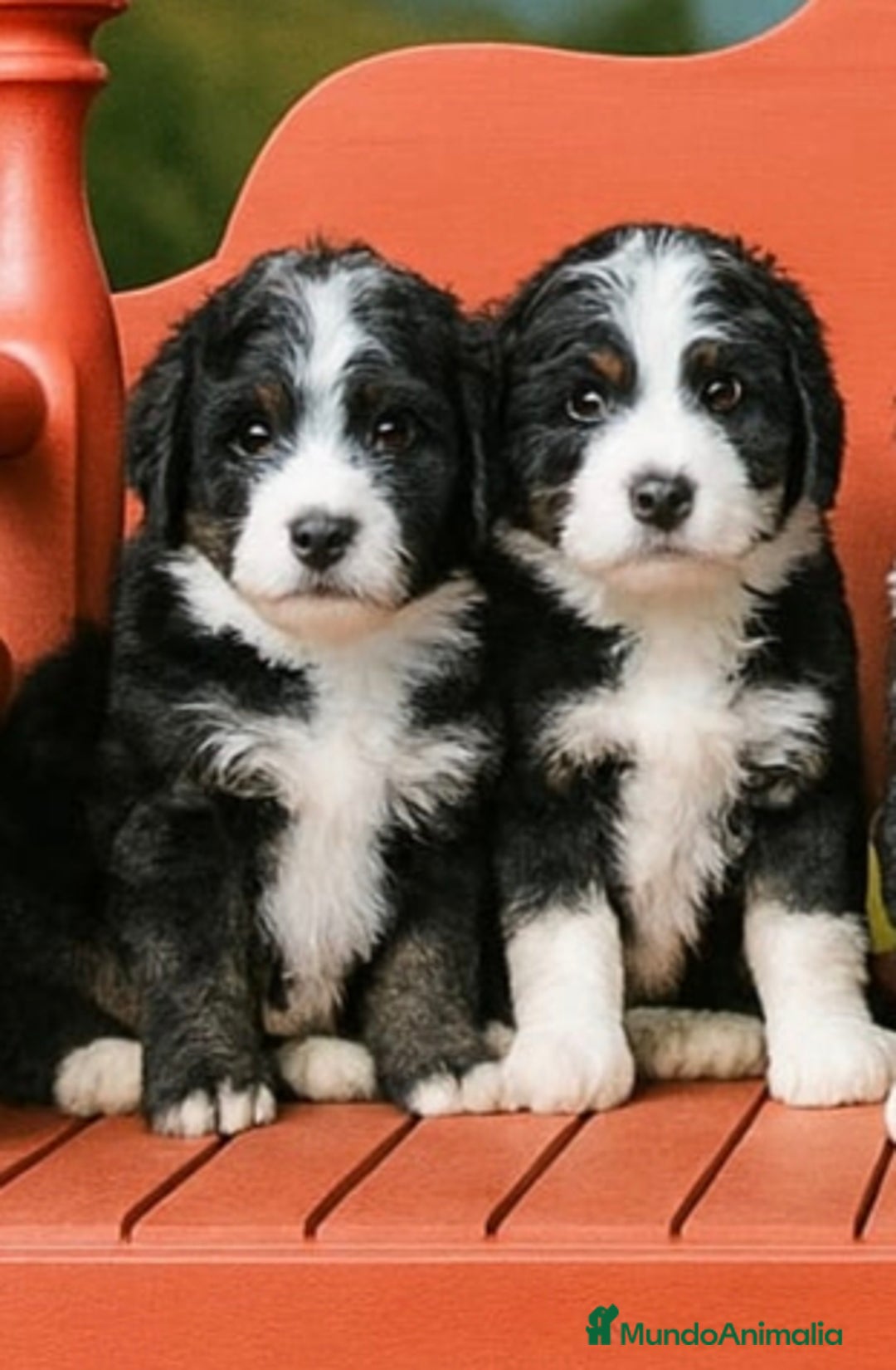 Raza Mixta perros en venta: Berna Doodle únicos en España  - Imagen 4