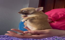 Chihuahua perros en venta: Chihuahua macho chocolate super chiquitin - Imagen 5