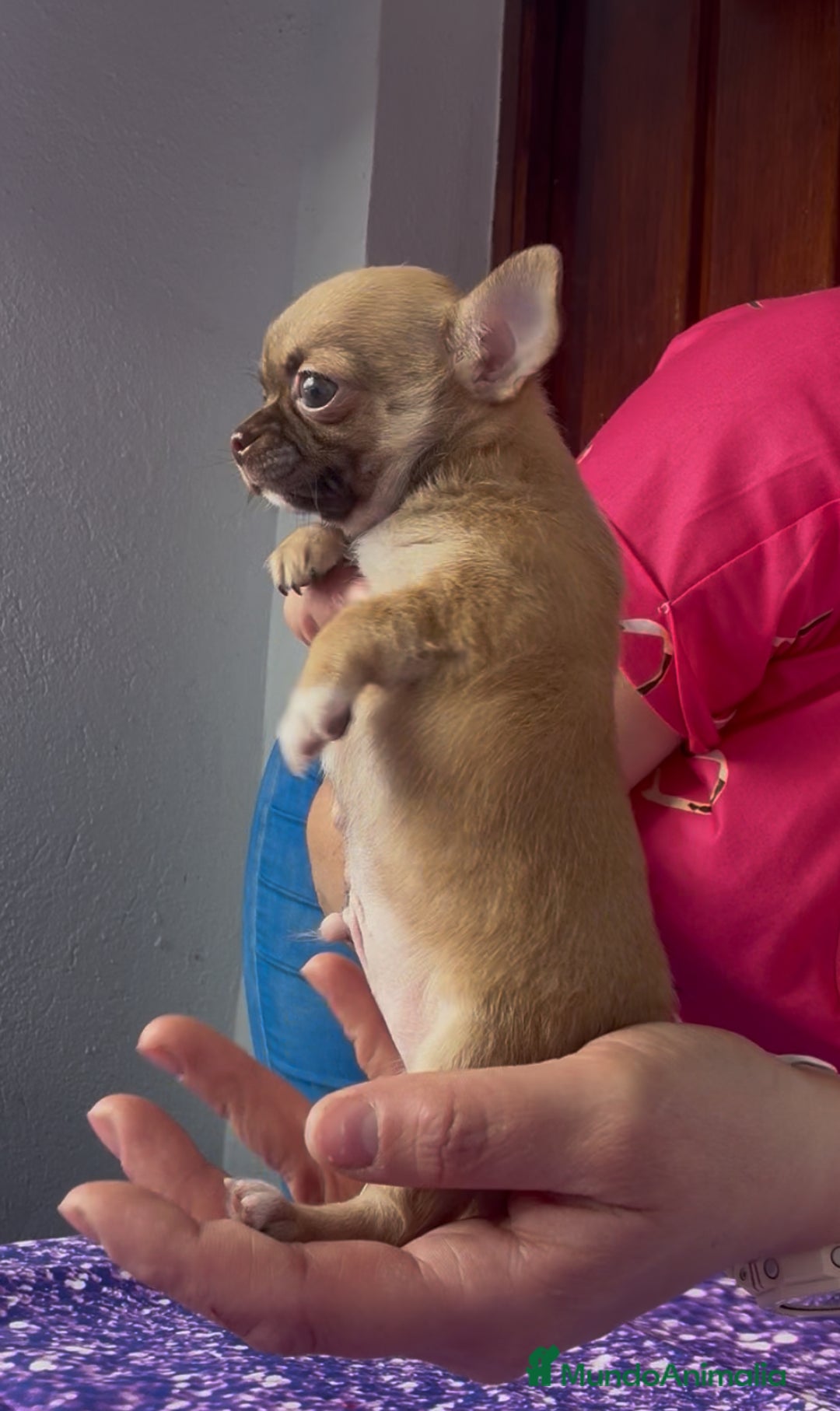 Chihuahua perros en venta: Chihuahua macho chocolate super chiquitin - Imagen 5