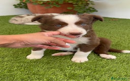Border Collie perros en venta: BORDER COLLIE HEMBRA  - Imagen 7