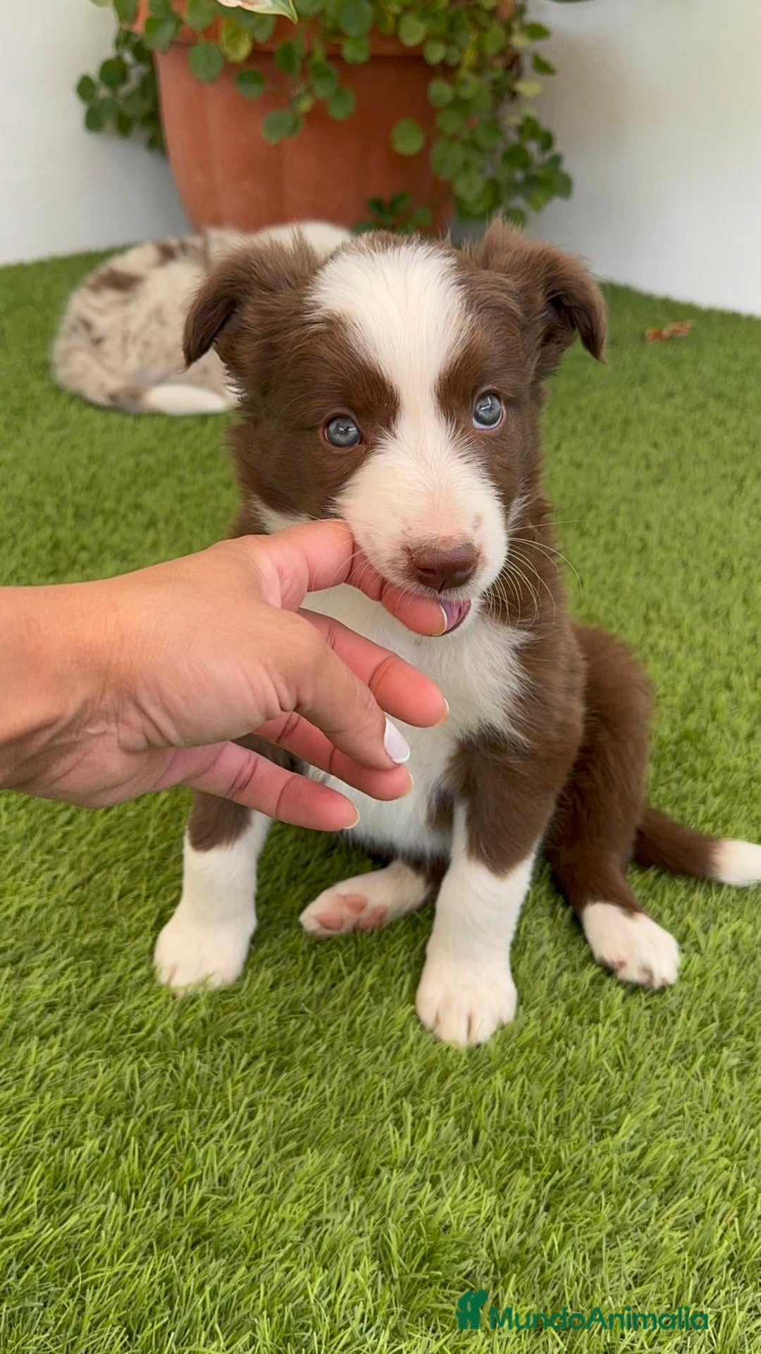 Border Collie perros en venta: BORDER COLLIE HEMBRA  - Imagen 7
