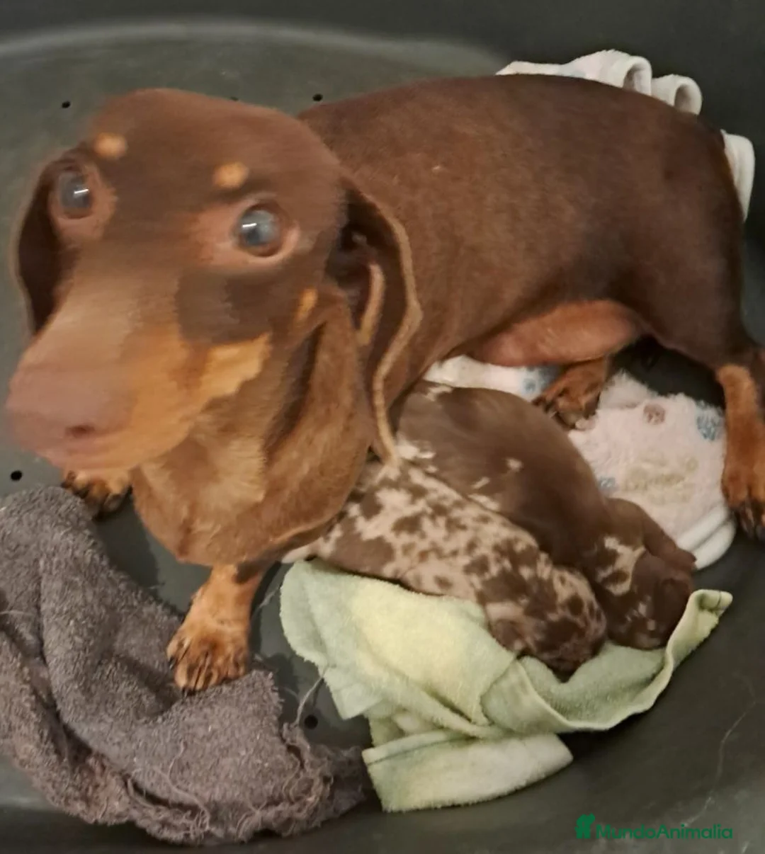 Teckel Miniatura perros en venta: Bebés Teckels mini (perro salchicha) - Anuncio 3