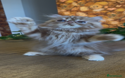 Persa gatos en venta: Macho Persa Rojo Tabby - Imagen 4