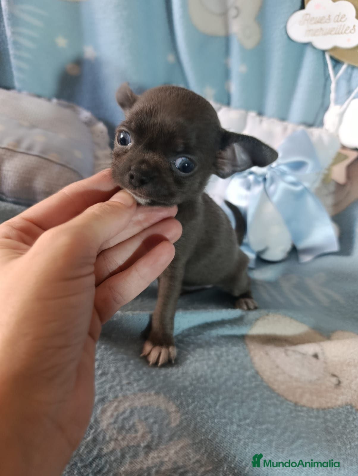 Chihuahua perros ‼️‼️PRECIOSA CAMADA DE CHIHUAHUAS TAMAÑO MINI - Anuncio 1