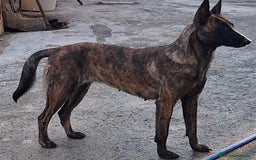 Pastor Holandés perros en venta: PASTOR HOLANDES  - Imagen 3