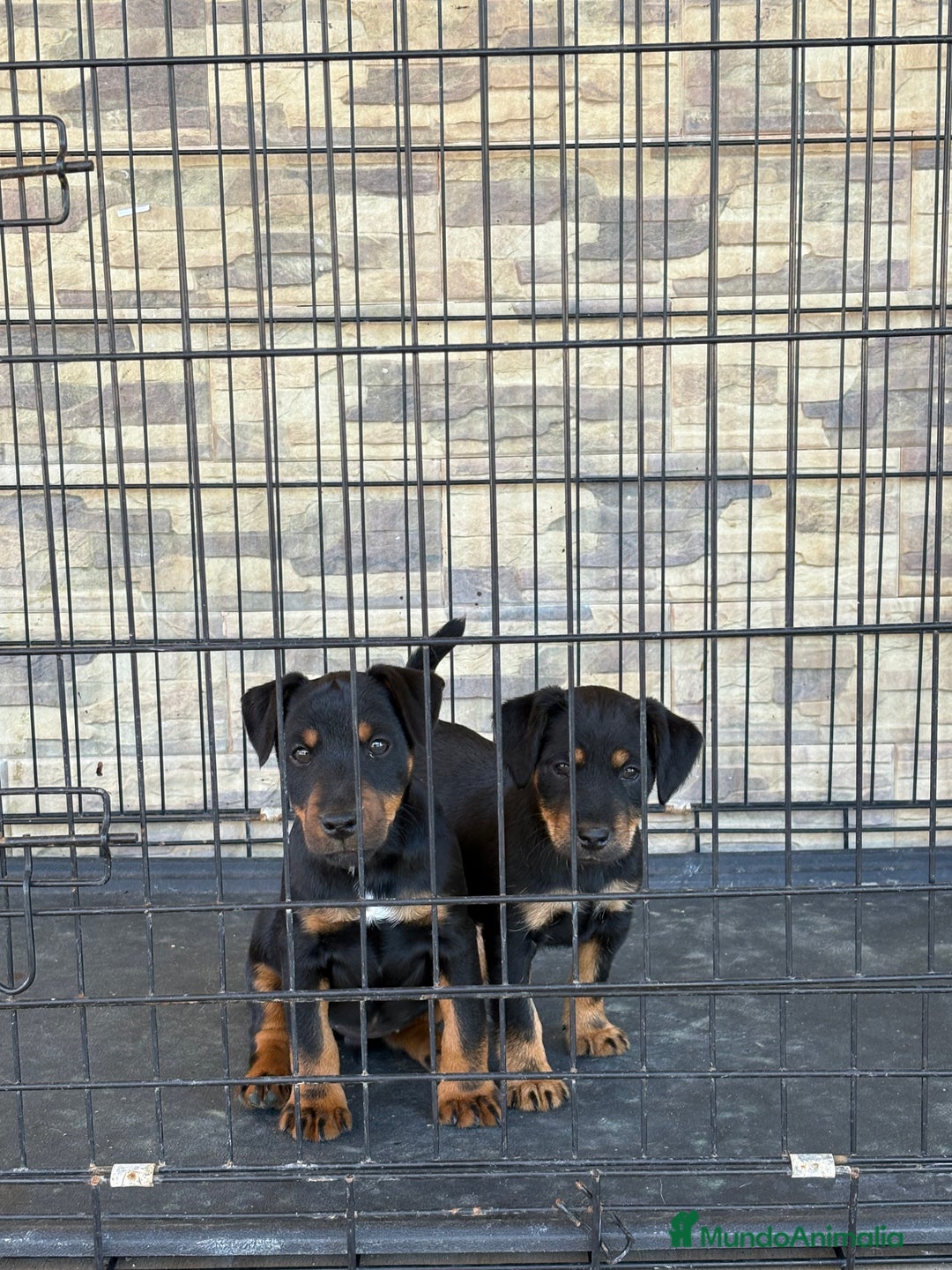 Terrier Alemán de Caza perros en venta: Cachorras Jagd terrier  - Anuncio 7