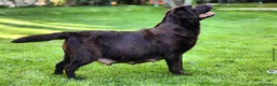 Labrador Retriever perros en venta: Cachorr@s de labrador chocolate en Madrid - Anuncio 1