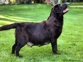 Labrador Retriever perros Cachorr@s de labrador chocolate - Anuncio 11