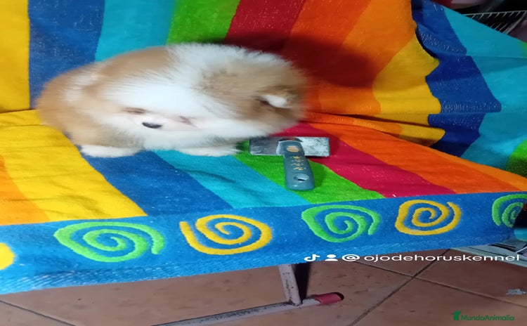 Pomerania perros - Propaganda 1