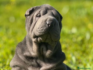 Shar Pei perros en Málaga - Anuncio 33