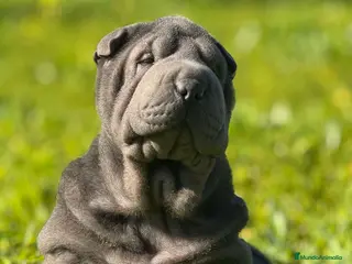 Shar Pei perros LOS MEJORES Y MAS BONITOS SHAR PEI en Málaga - Anuncio 16