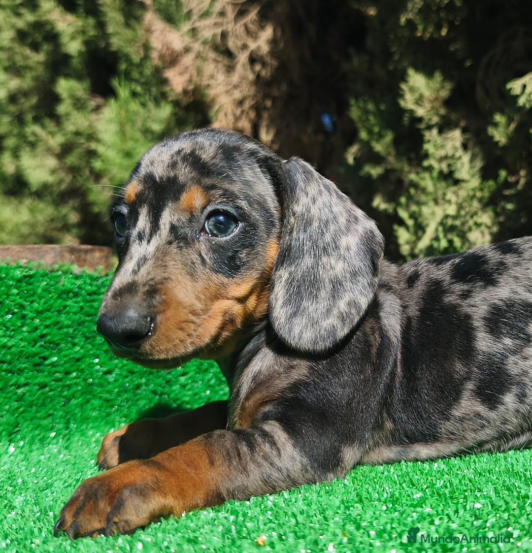 Teckel perros en venta: Teckel Arlequin Plata - Imagen 2