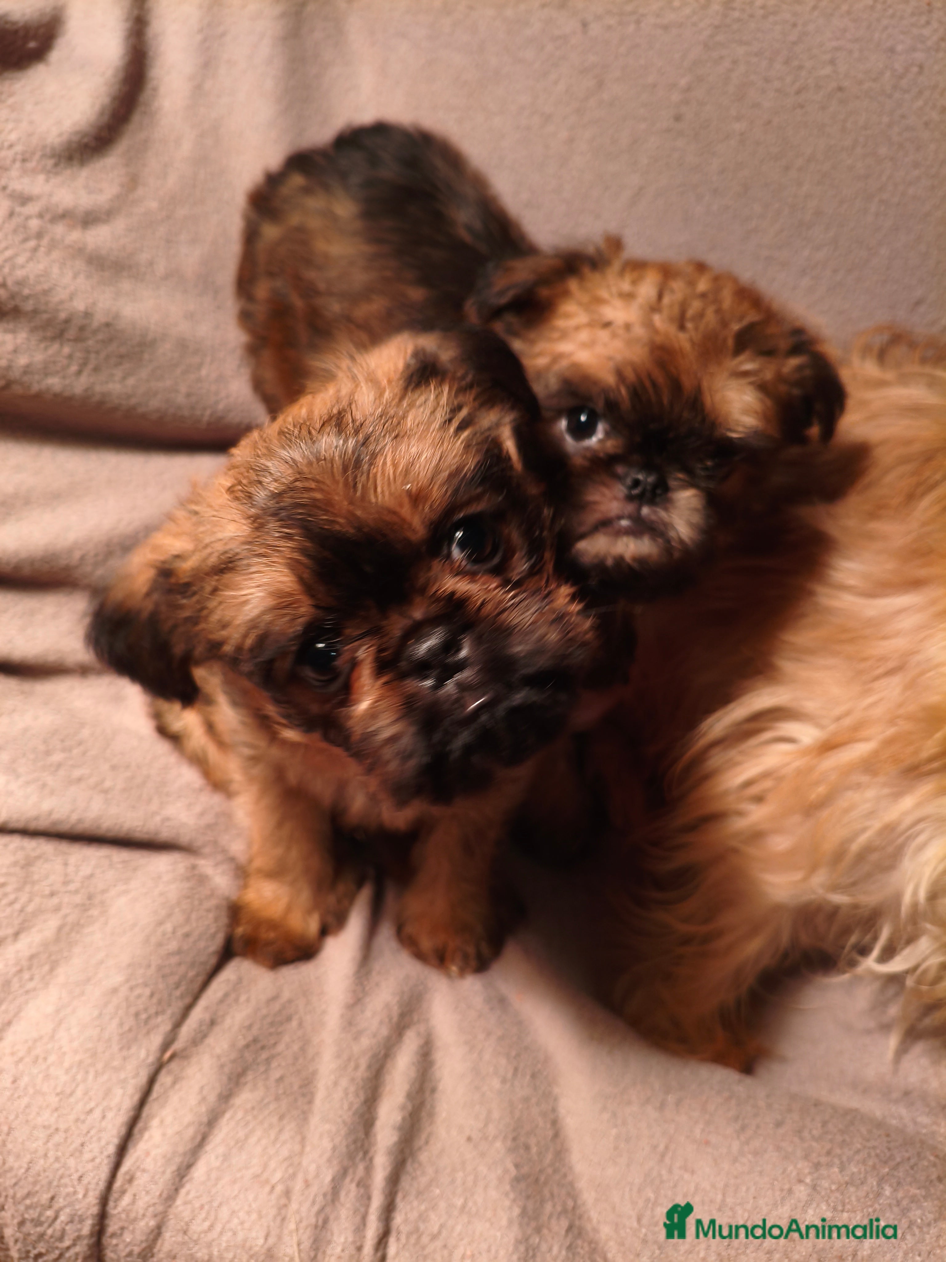 Grifón de Bruselas perros Griffones de Bruselas, grifon de bruselas - Anuncio 2