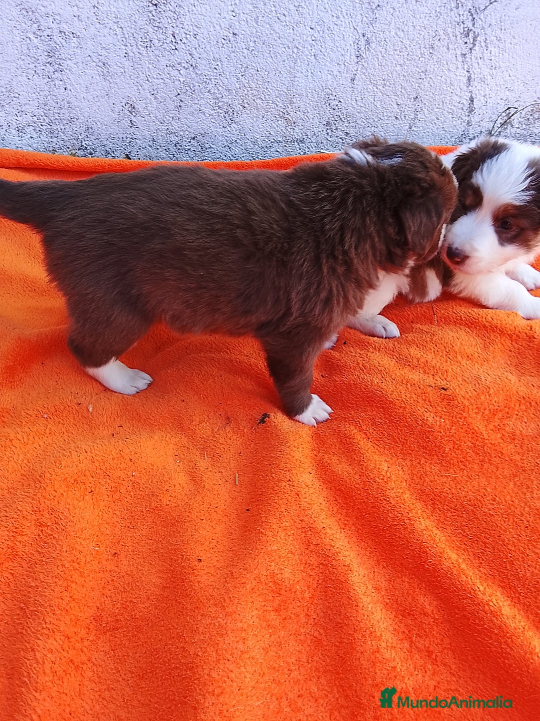 Border Collie perros en venta: Border collie  - Imagen 2