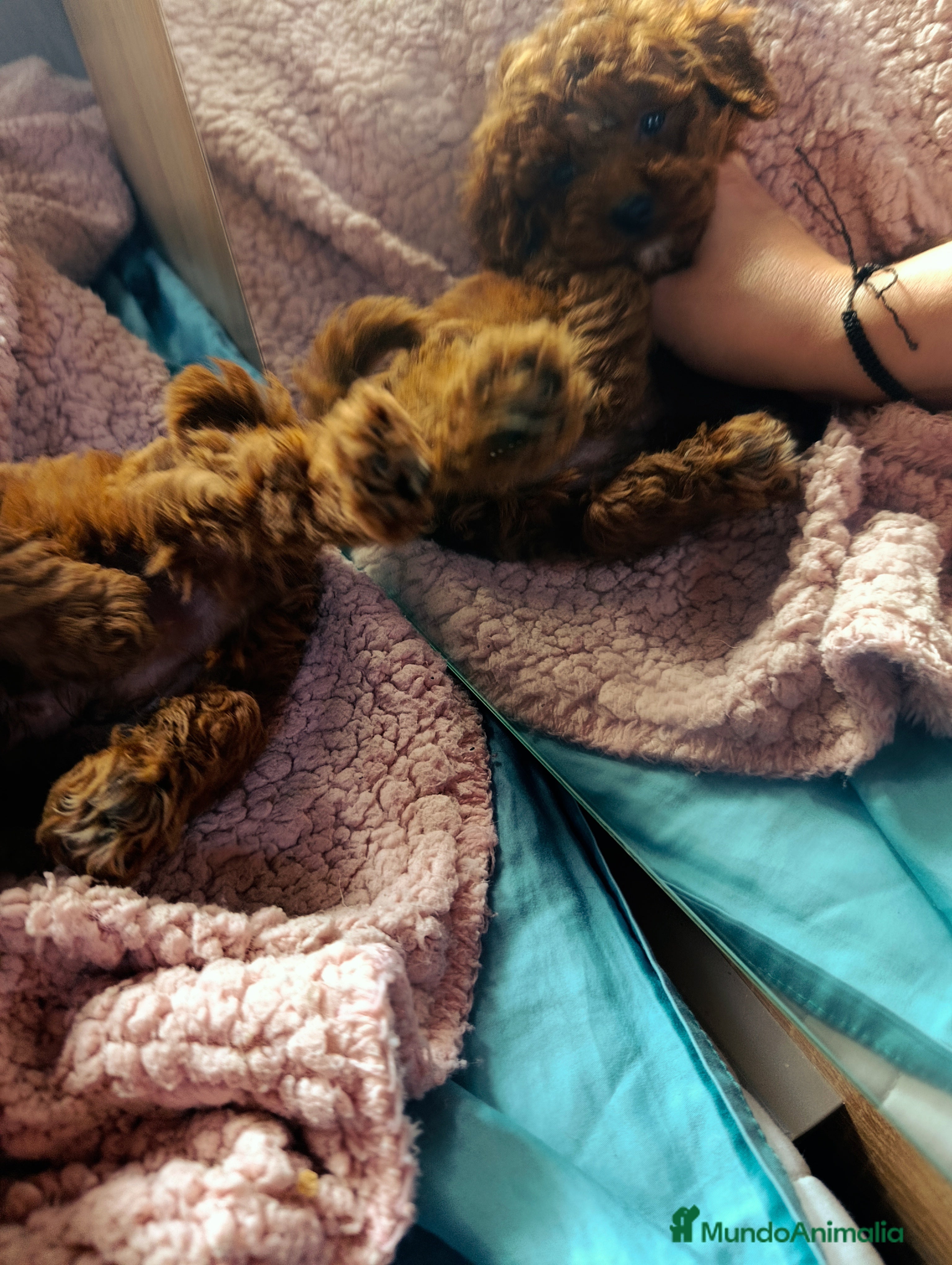 Caniche Toy perros Precioso 💖 caniche toy rojo asiatico 50% - Anuncio 1