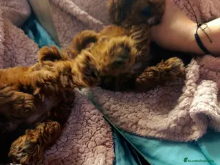 Caniche Toy perros Precioso 💖 caniche toy rojo asiatico 50% - Anuncio 1