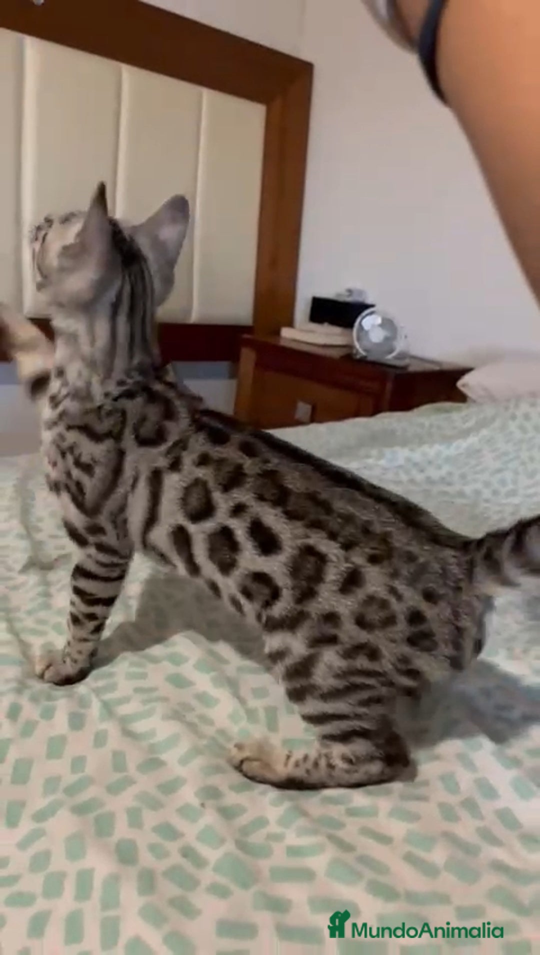 Bengalí gatos en venta: Bengali - Imagen 3