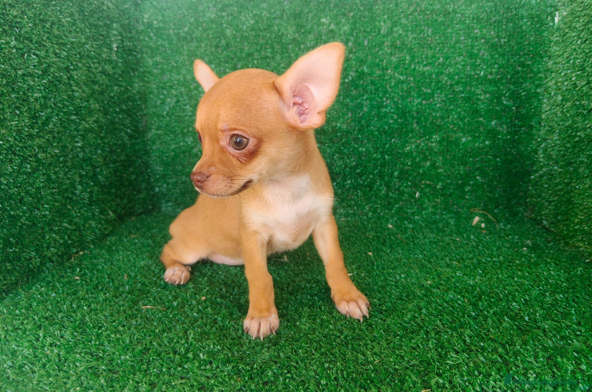 Chihuahua perros en venta: Chihuahua  - Anuncio 1