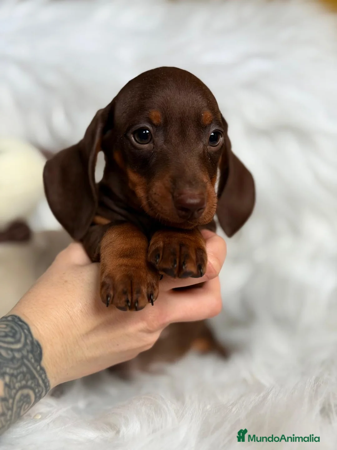 Teckel Miniatura perros en venta: CAMADA DE TECKEL MINIATURA - Anuncio 2