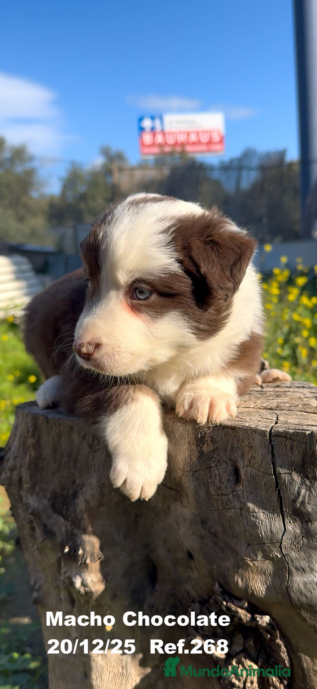 Border Collie perros en venta: BORDER COLLIE DE VILLA BIZNAGA - Anuncio 10