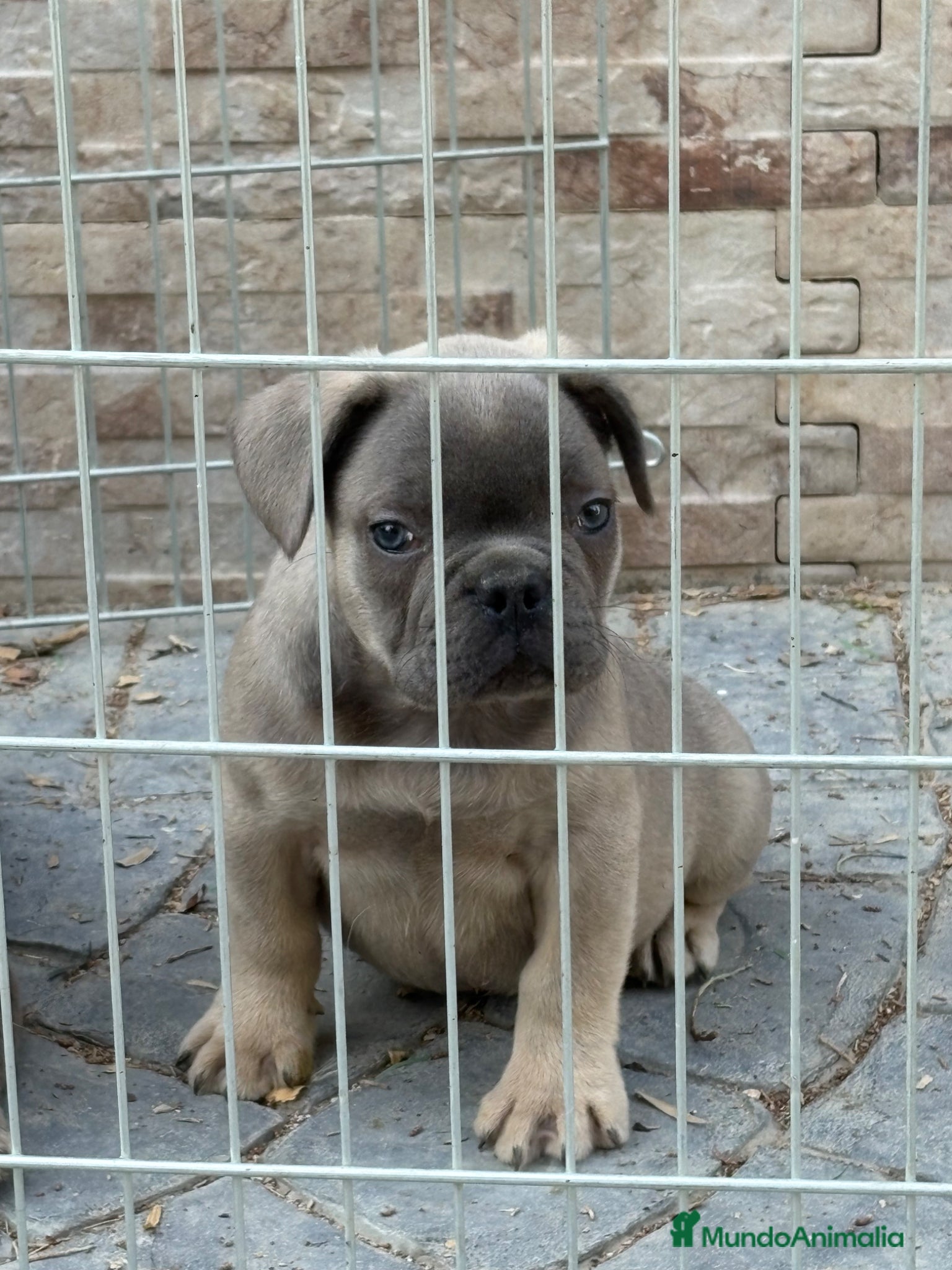 Bulldog Francés perros Cachorros bulldog  - Anuncio 5