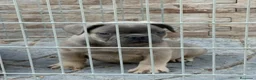 Bulldog Francés perros en venta: Cachorros bulldog  - Anuncio 1