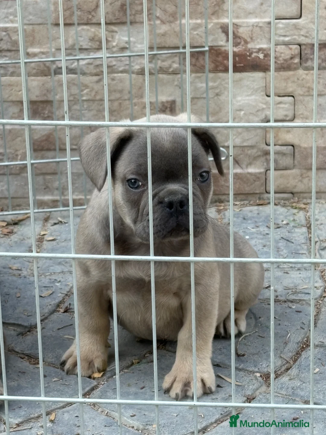Bulldog Francés perros en venta: Cachorros bulldog  - Anuncio 1