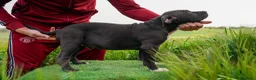 American Bully perros en venta: American Bully XL - Anuncio 4