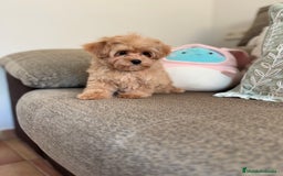 Maltipoo perros en venta: Maltipoo  - Imagen 8