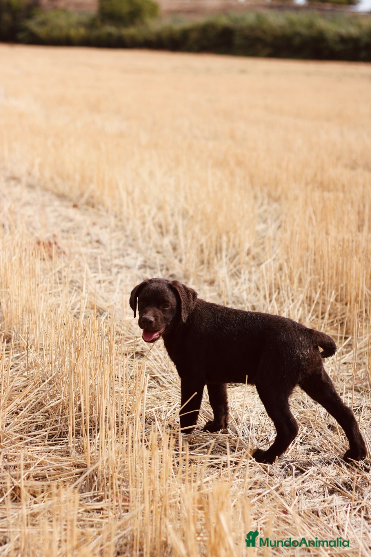 Labrador Retriever perros Dos preciosos cachorros de Labradores Retriever. - Anuncio 2