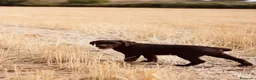 Labrador Retriever perros en venta: Dos preciosos cachorros de Labradores Retriever. - Anuncio 8