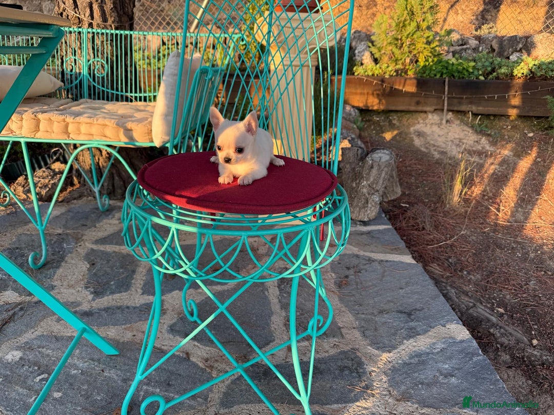 Chihuahua perros en venta: Chihuahua toy listo para entregar!! - Imagen 2