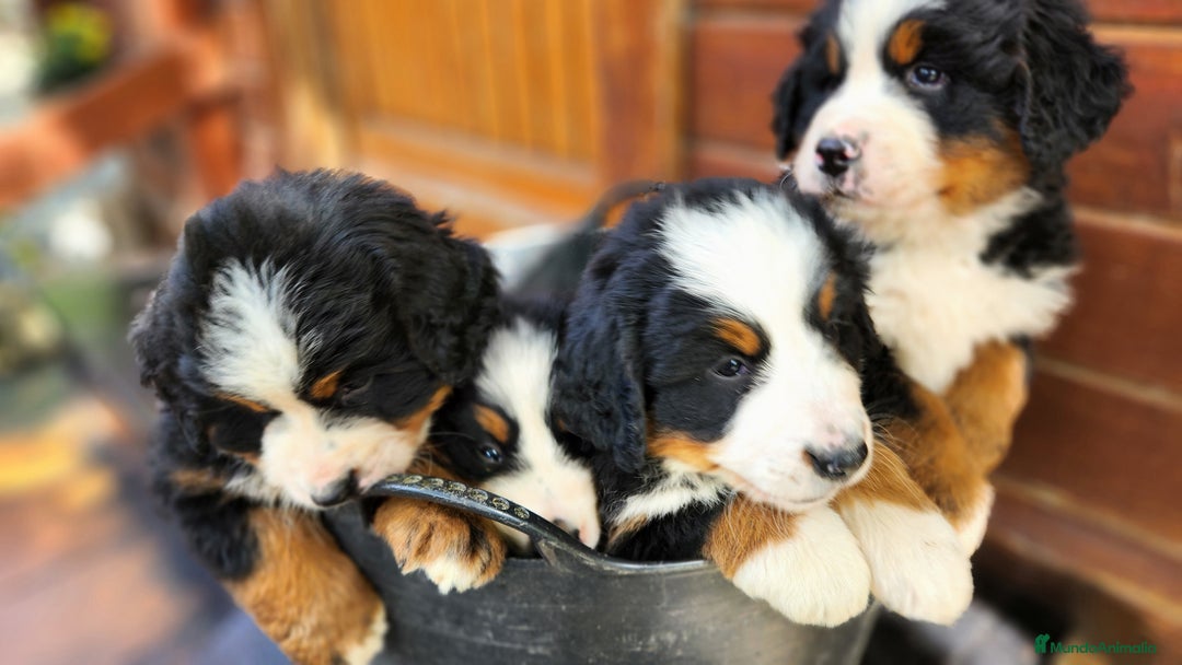 Boyero de Berna perros en venta: Criadero familiar de Boyeros de Berna - Imagen 4