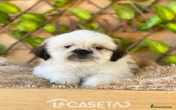 Shih Tzu perros en venta: Camada de Yadira  - Imagen 6