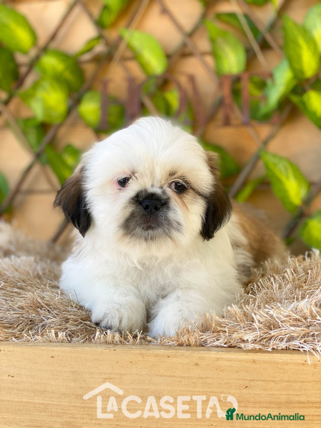 Shih Tzu perros en venta: Camada de Yadira  - Imagen 6